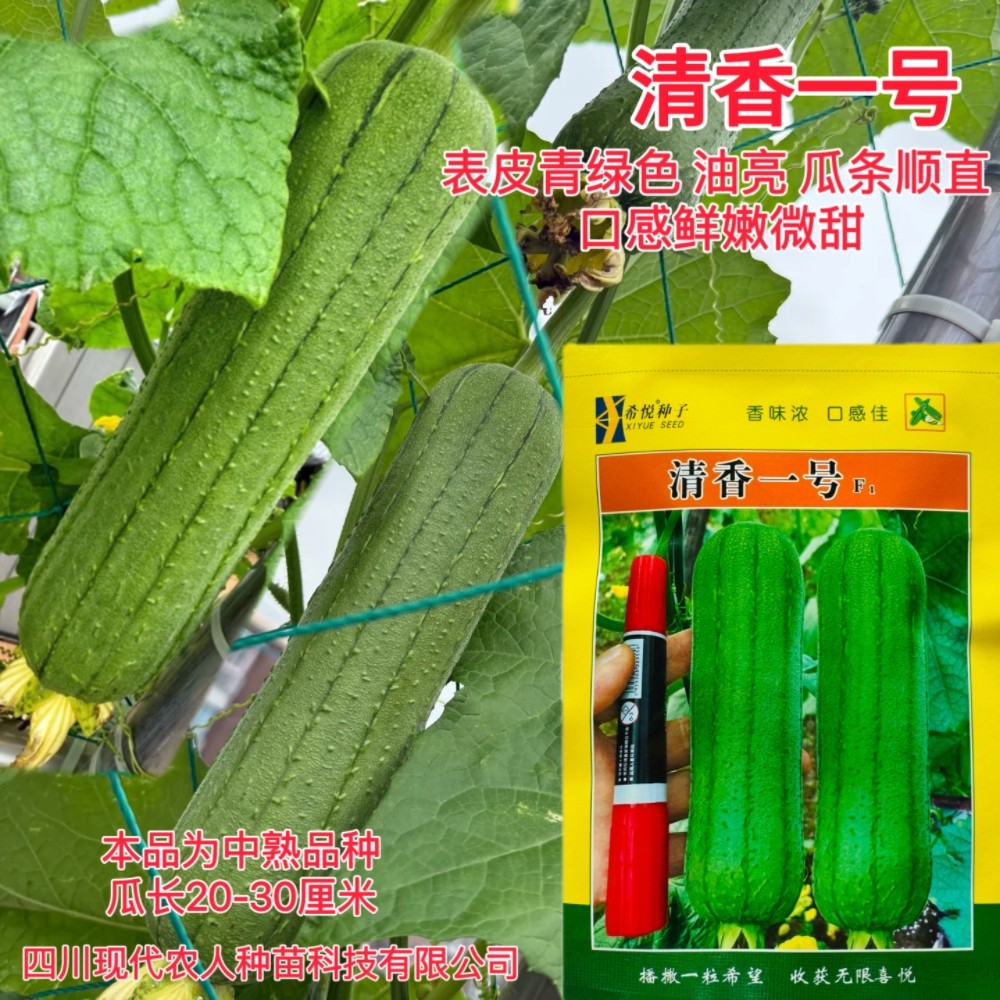 清香一号丝瓜种子农家菜园早熟短棒丝瓜种籽丰产易种爬藤蔬菜种子