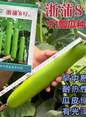 浙蒲8号F1耐热长势强瓠子瓜种子早中熟瓠子瓜种子皮绿色光泽度好