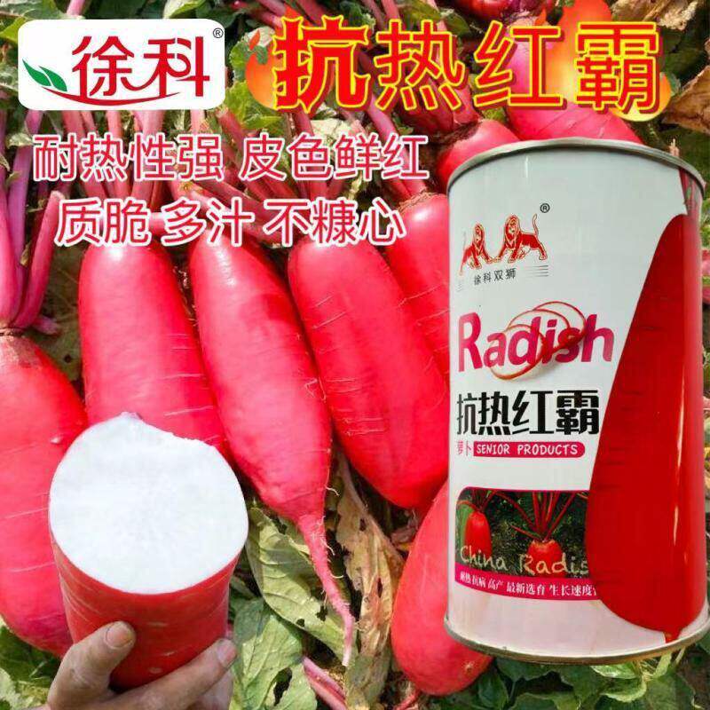 抗热红霸耐热红萝卜种子红皮白心萝卜种籽大根高产抗病春夏秋播种