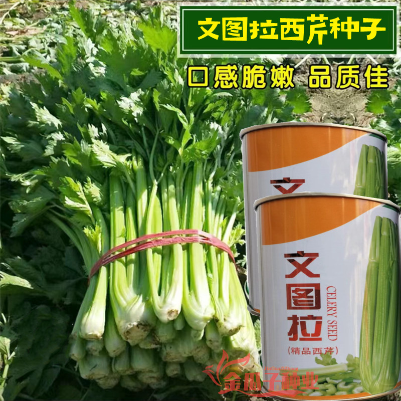 文图拉西芹种子早熟高产抗逆盆栽露地保护地阳台庭院水培芹菜种籽