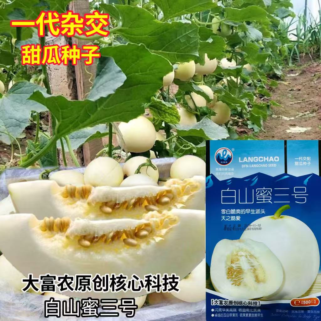 白山蜜三号甜瓜种子杂交白沙蜜甜瓜种籽耐裂高糖白皮白肉香瓜种子