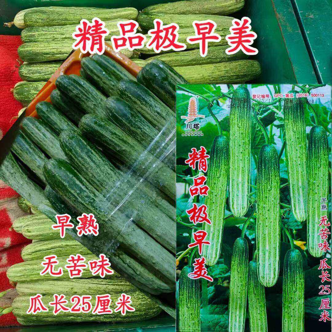 川塔精品极早美丝瓜种子极早熟白刺瓜条顺直强雌无苦味绿白相间皮