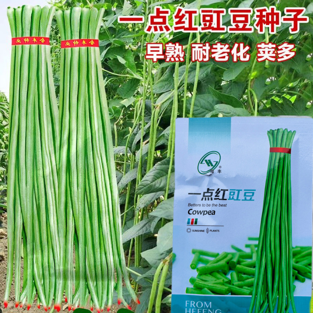 一点红豇豆种子特长一点红四季豆春夏秋季豆角种籽高产蔬菜孑新种图片