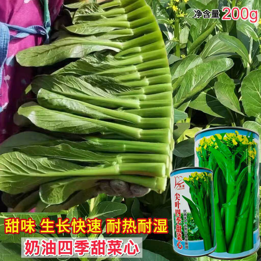 尖叶四季菜心种子甜菜心菜苔种子高产早熟速生甜脆菜芯蔬菜种子孑