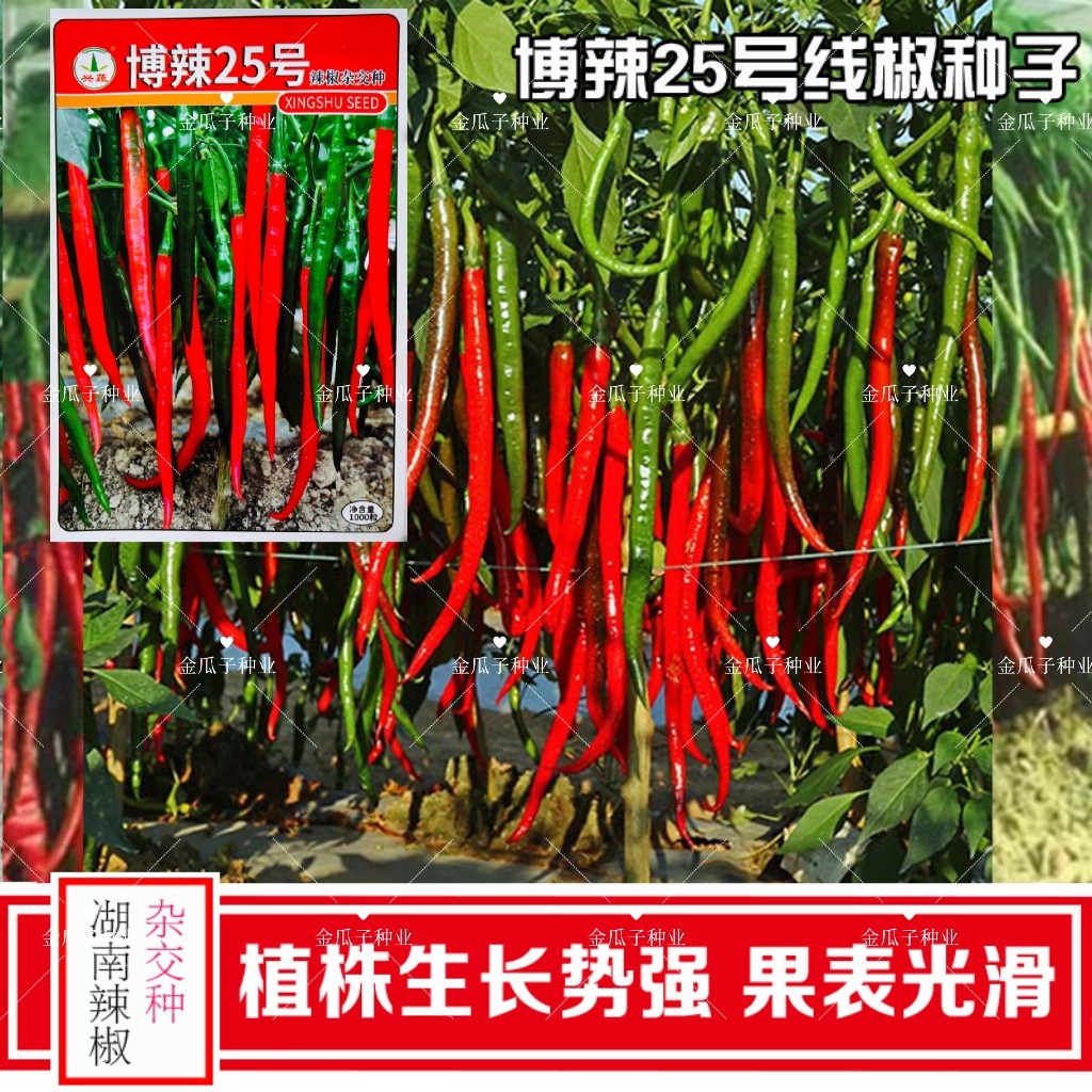 博辣25号长线椒种子果面光滑肉厚条椒种籽春秋季辣椒种孑干鲜两用