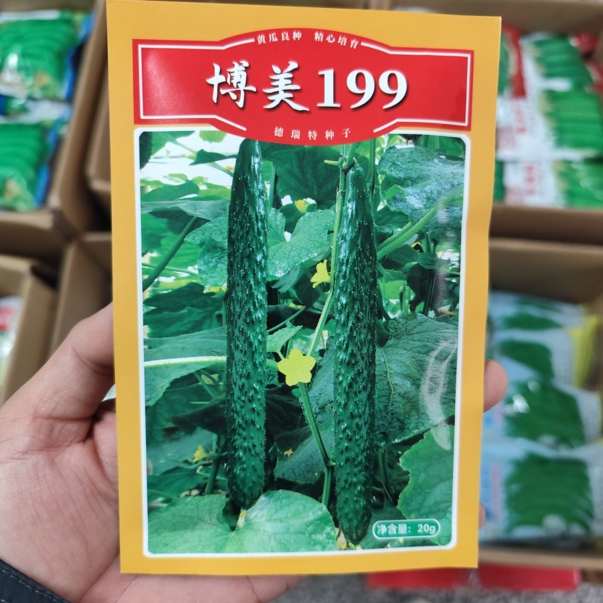 博美9号黄瓜种子高产抗病农家