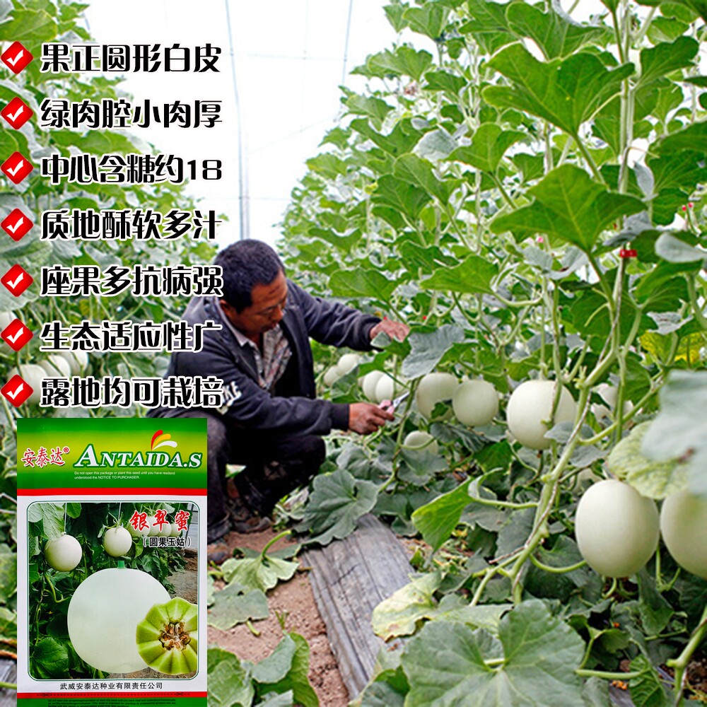银翠蜜圆果玉菇甜瓜种子抗病白皮绿肉糖度高口感好水果甜瓜种籽