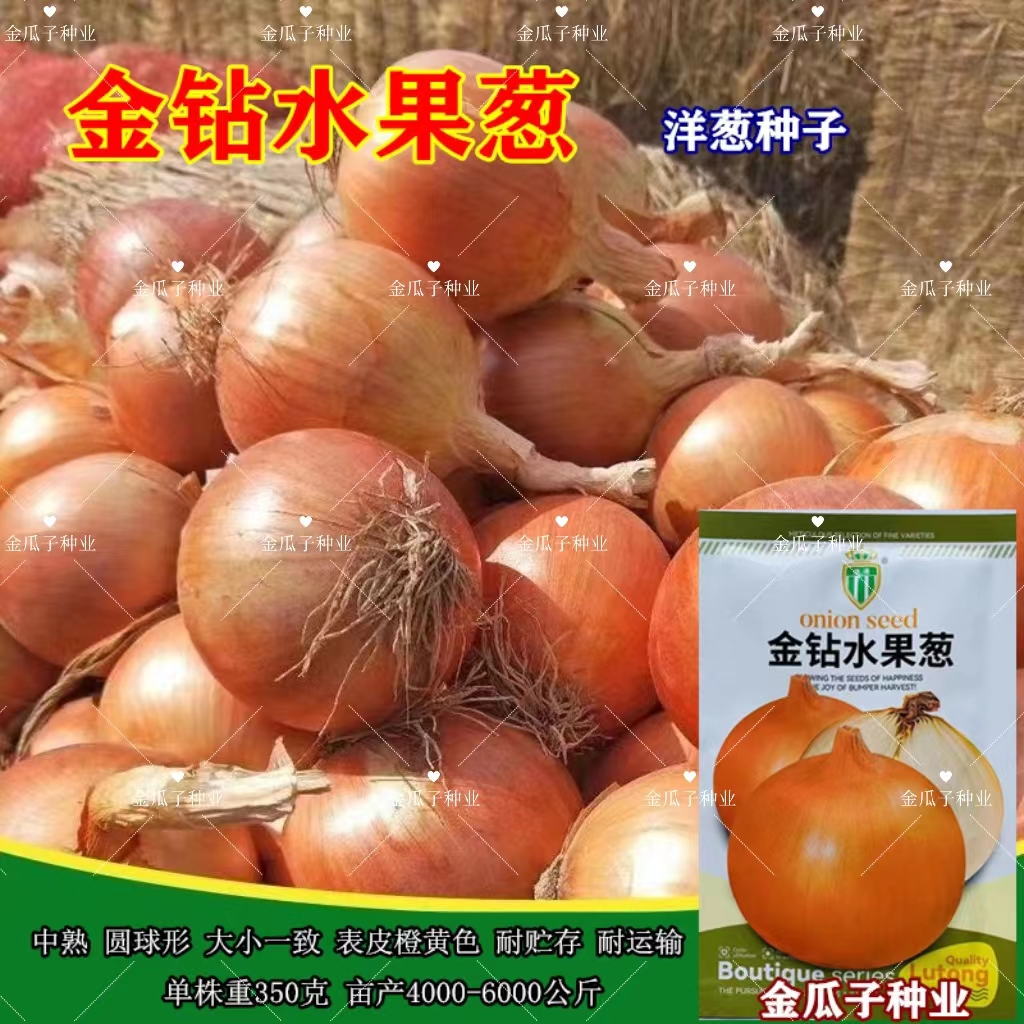 璐通金球一号黄皮洋葱种子特大四季圆葱阳台葱种籽农家籽秋季蔬菜