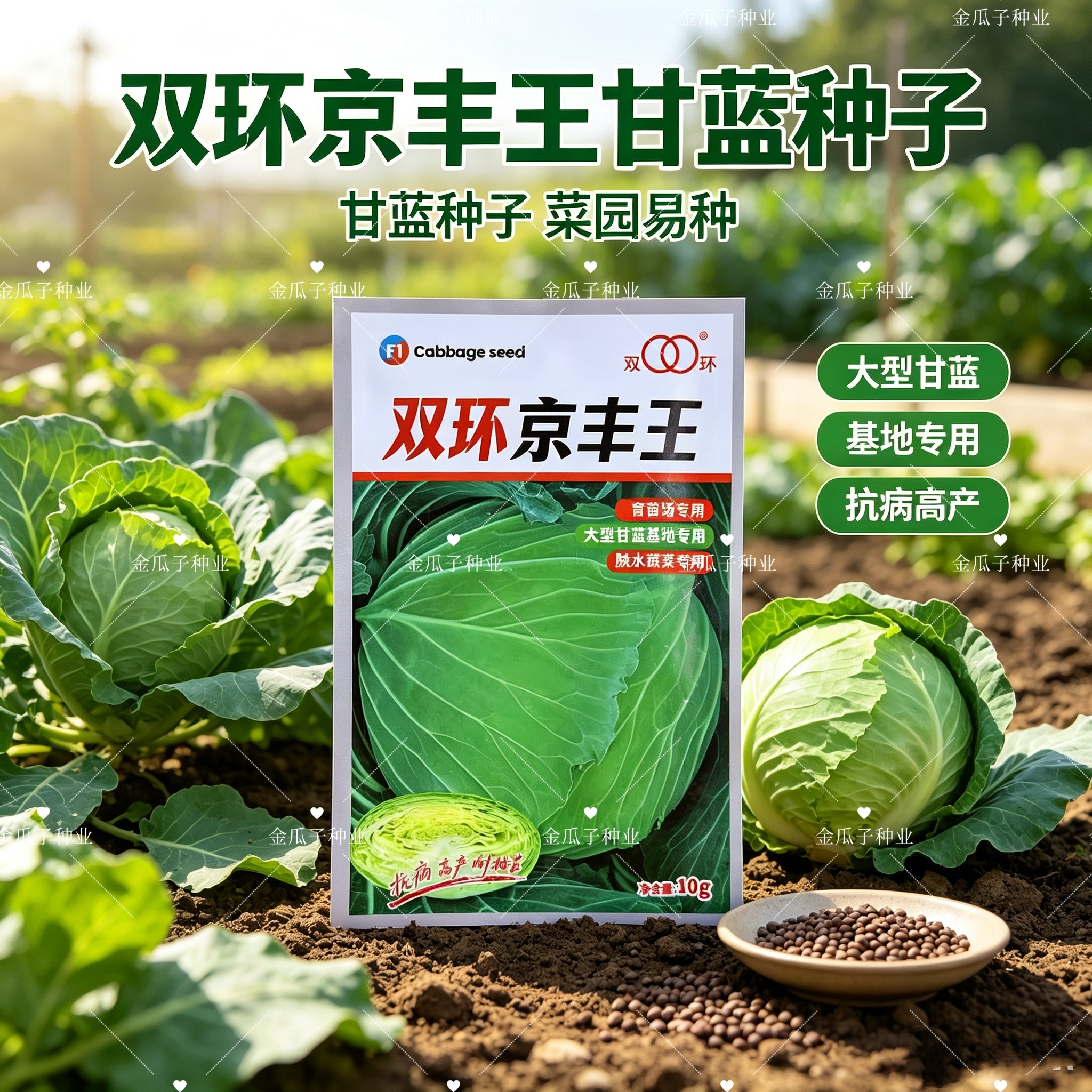 双环京丰王甘蓝种子中早熟圆球包菜高产耐抽苔春秋卷心菜基地种籽