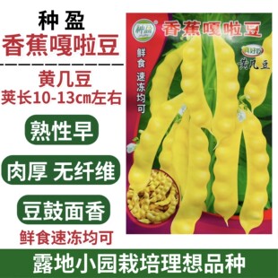 香蕉嘎啦豆种子黄几豆种子无纤维豆鼓面香黄油豆角种籽露地小园