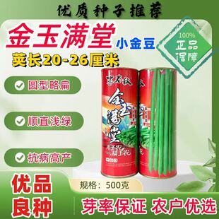 金玉满堂早中熟红花绿荚豆角种子嫩荚无筋肉厚纤维少小金豆长豆角