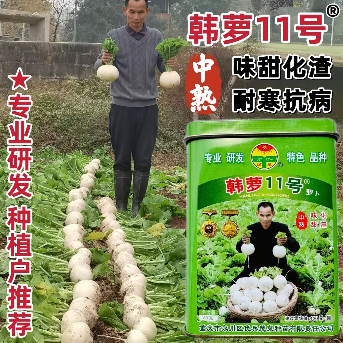 渝星韩萝11号白萝卜种子脆甜重庆秋季椭圆白萝卜种子冬性强耐寒