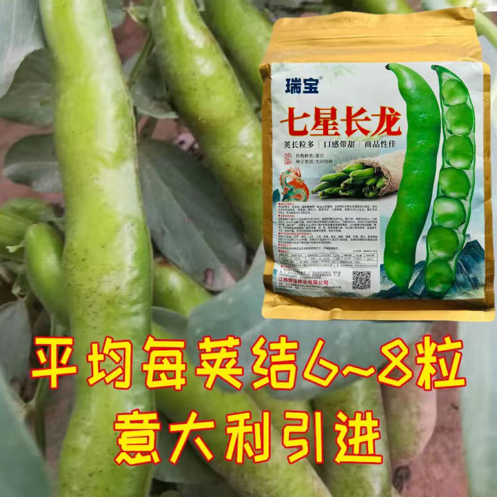 江西瑞宝七星长龙蚕豆种子口感好长荚大粒高产抗病商品性佳秋季播
