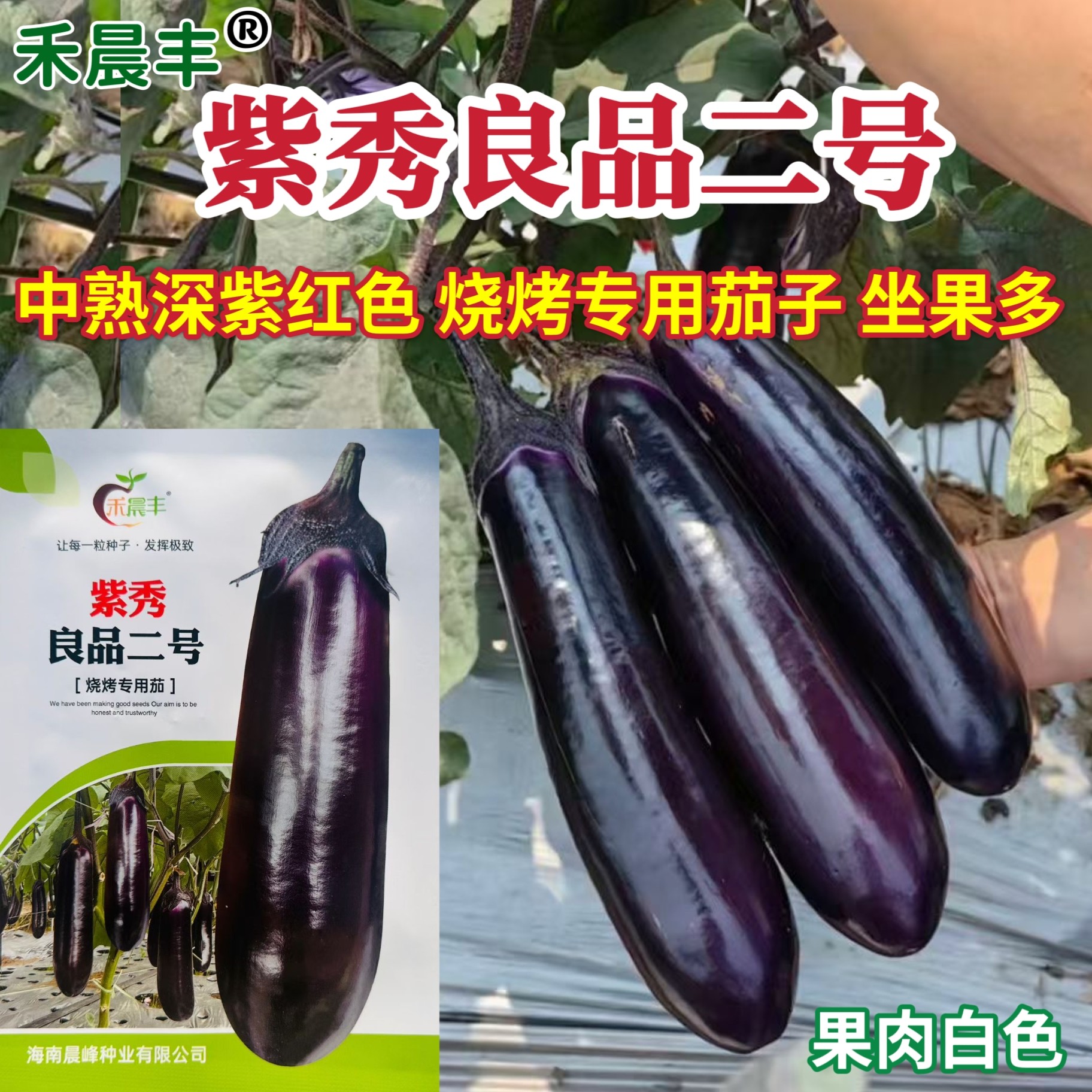 晨峰紫秀良品二号烧烤茄种子中熟深紫红长茄肉白细腻春秋种植