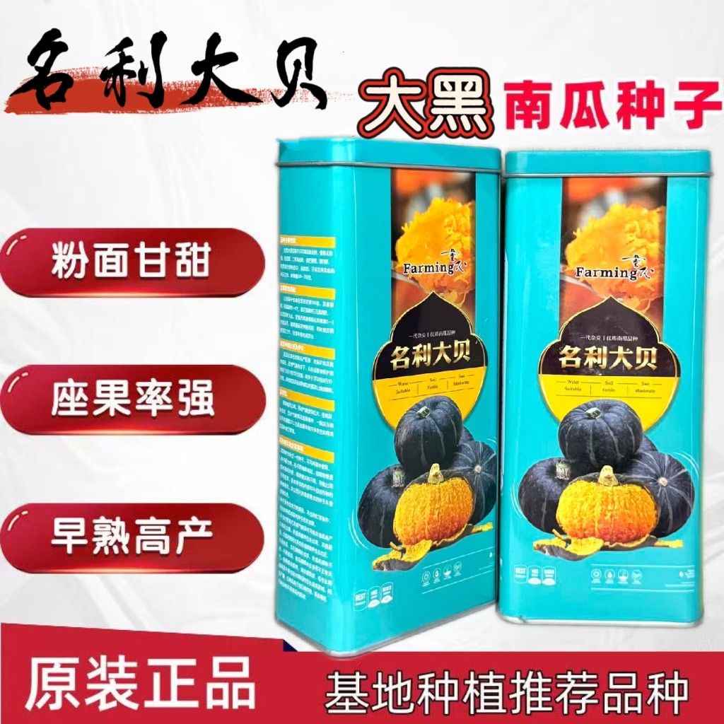 名利大贝大果型黑贝贝南瓜种子皮色黑亮果肉厚黄肉粉甜可口基地播