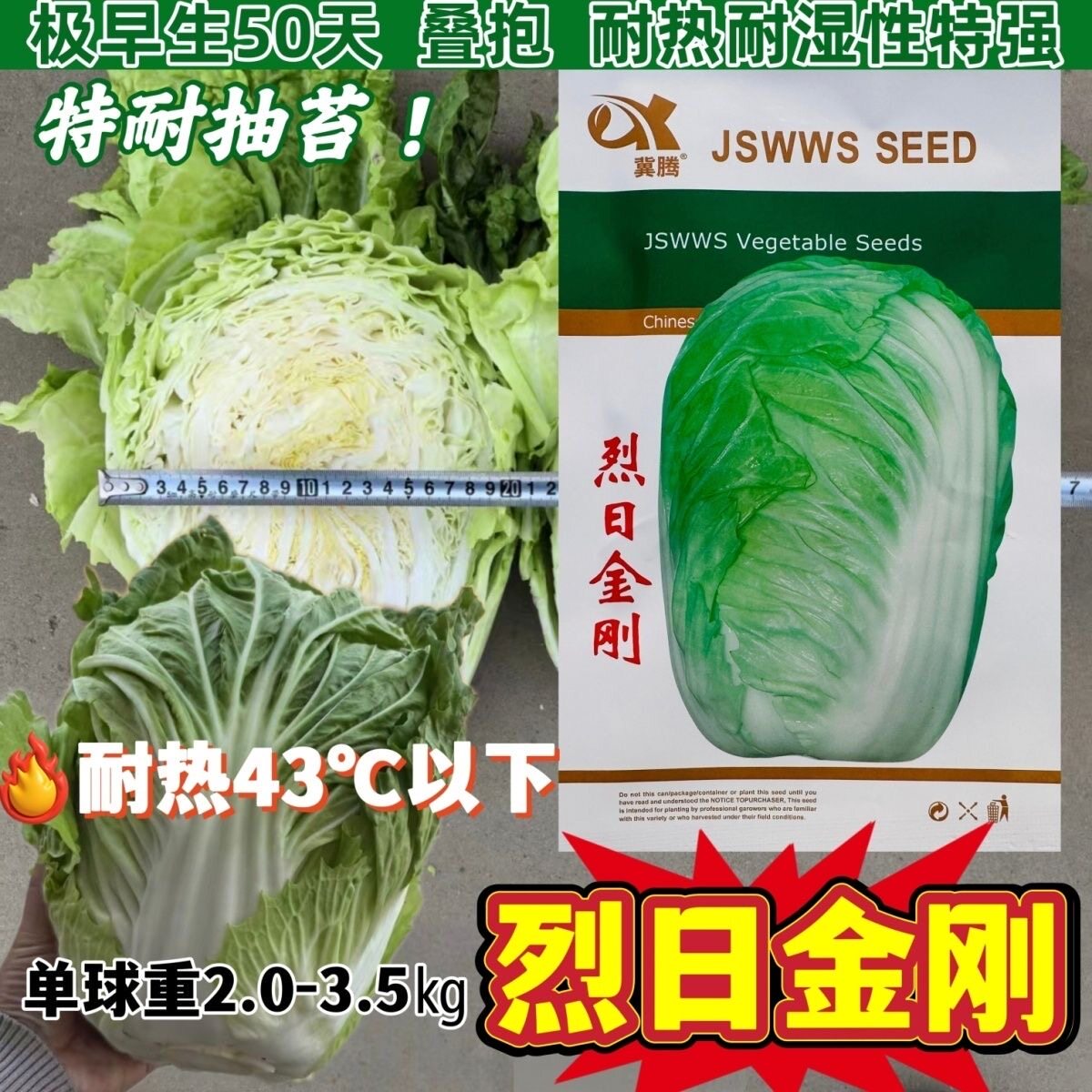 耐热夏播大白菜种子烈日金刚早熟白菜商品性口感好抗三大病害蔬菜