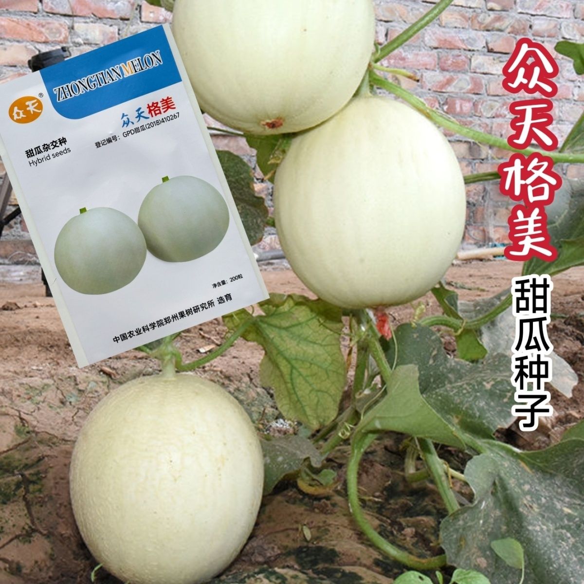 众天格美白皮白肉甜瓜种子早熟薄皮香瓜甜瓜种子口感好蔬菜种子籽