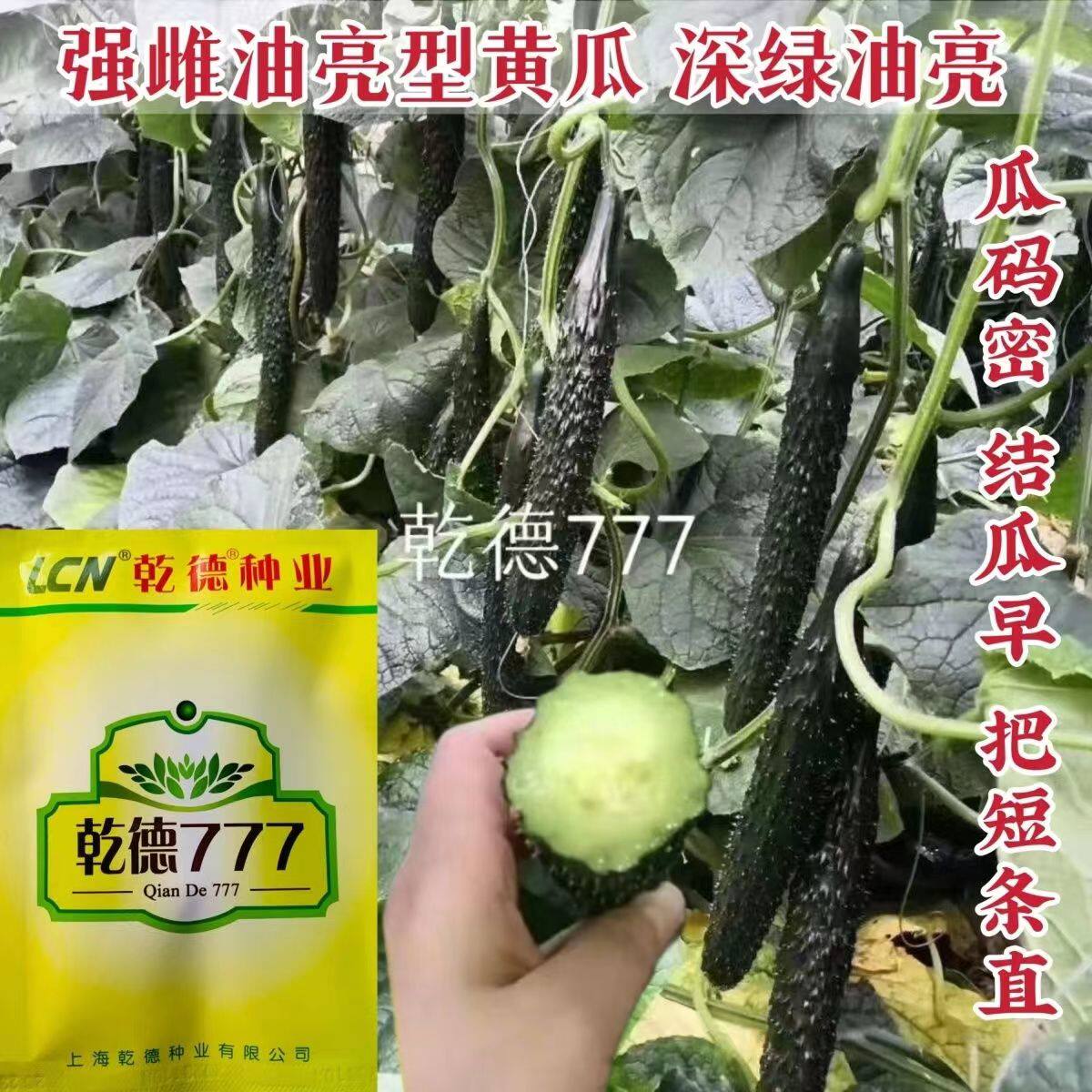 强雌黑油亮黄瓜高抗病毒密刺顺直