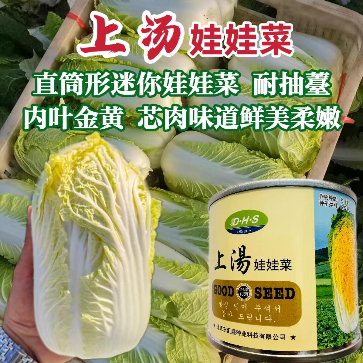 上汤娃娃菜种子心黄直筒形白菜迷你娃娃黄心白菜种籽早熟高产春秋