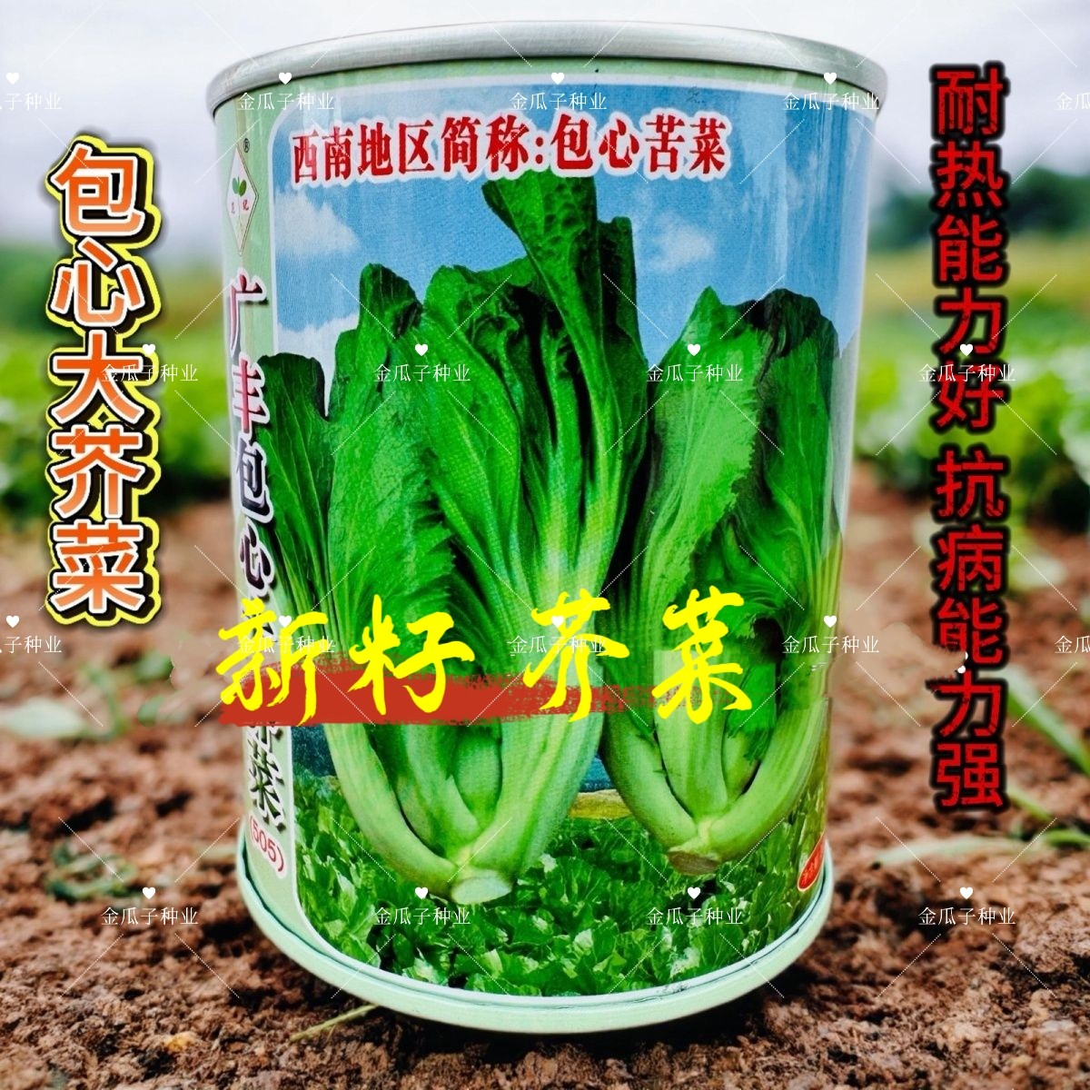 范记广丰包心大芥菜种籽耐热抗病秋播包心芥菜青菜苦菜种子