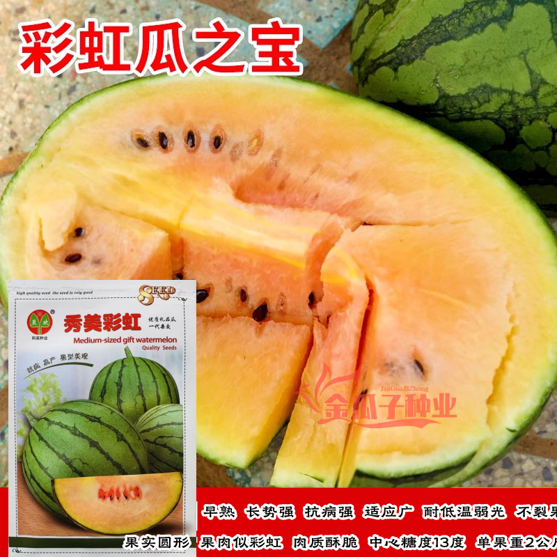 秀美彩虹西瓜脆甜多汁高产皮薄