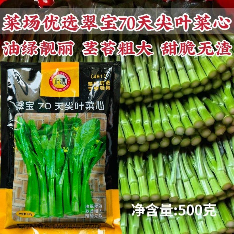 翠宝70天尖叶菜心种子油绿有光泽