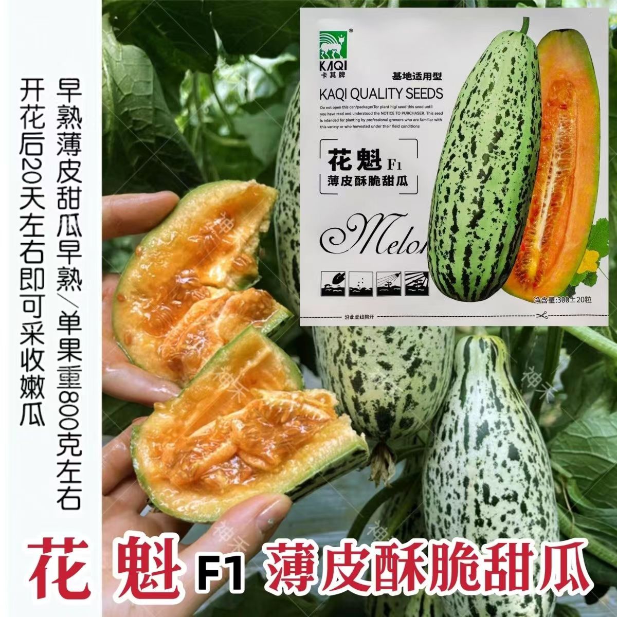 花魁牛角蜜甜瓜早熟高产酥脆超甜