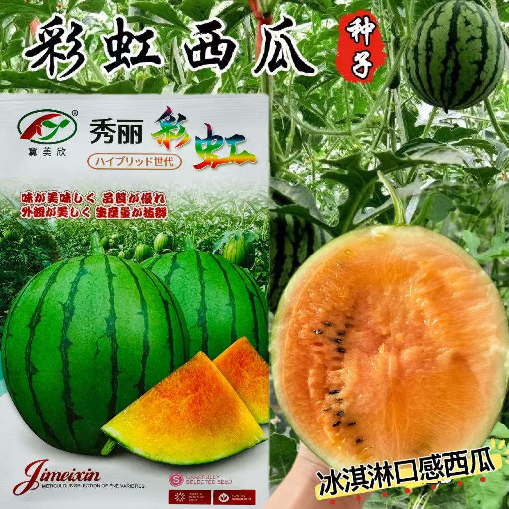秀丽彩虹西瓜种子 春季礼品西瓜种籽不易裂瓜高产抗病 早熟口感好