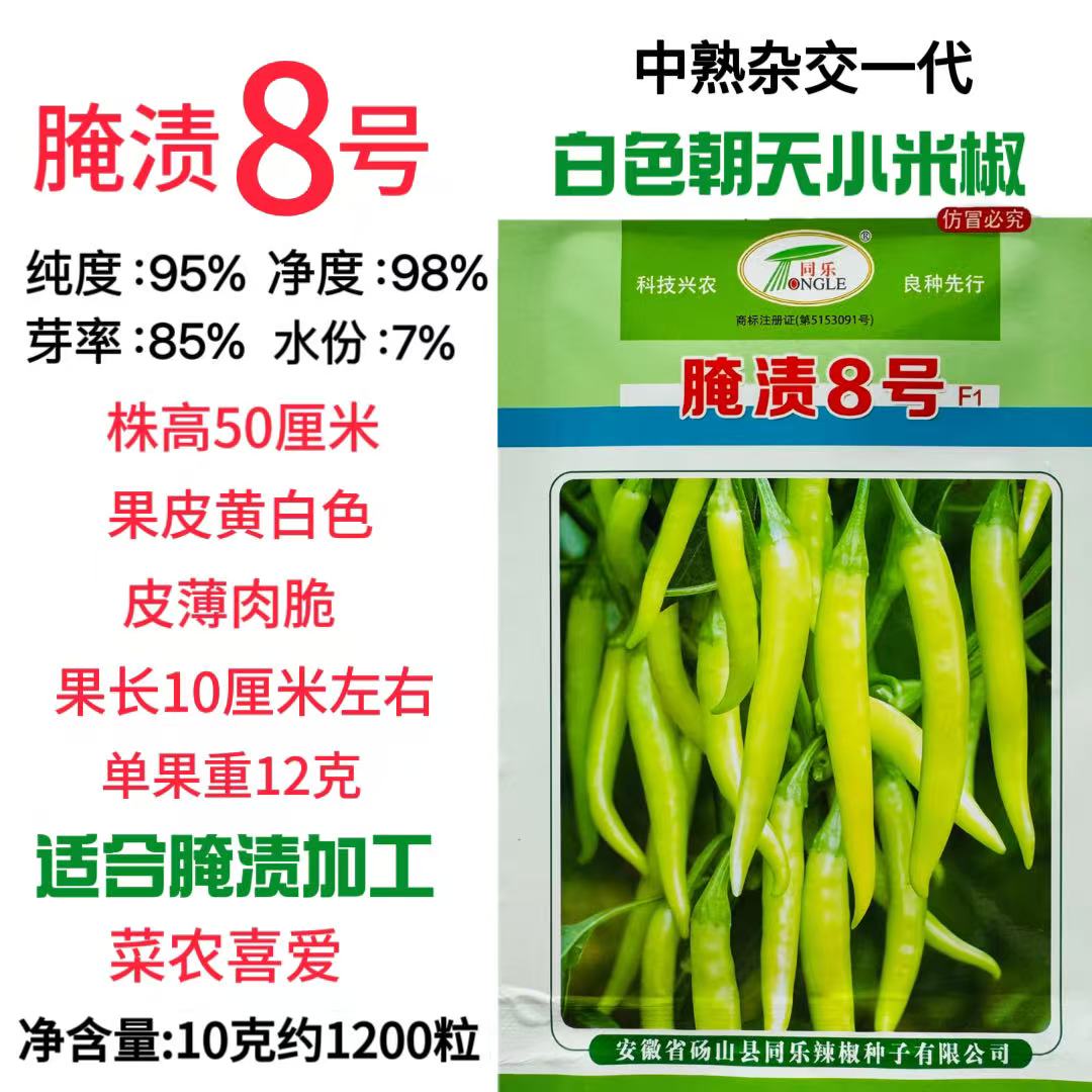 同乐腌渍8号中熟杂交一代辣椒种子 抗病耐热 果皮黄绿色皮薄肉脆