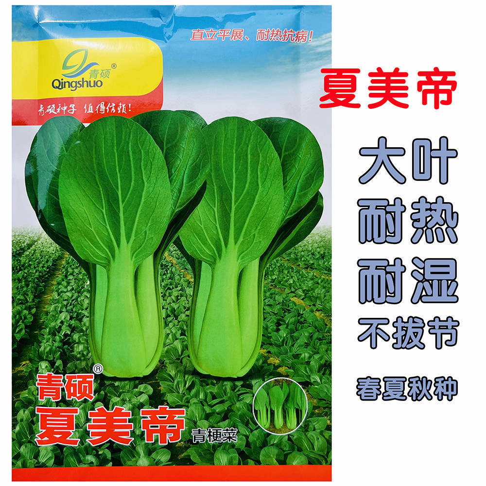 夏美帝青梗菜种子夏季耐热耐湿不易拔节夏秋四季阳台盆栽小白菜种