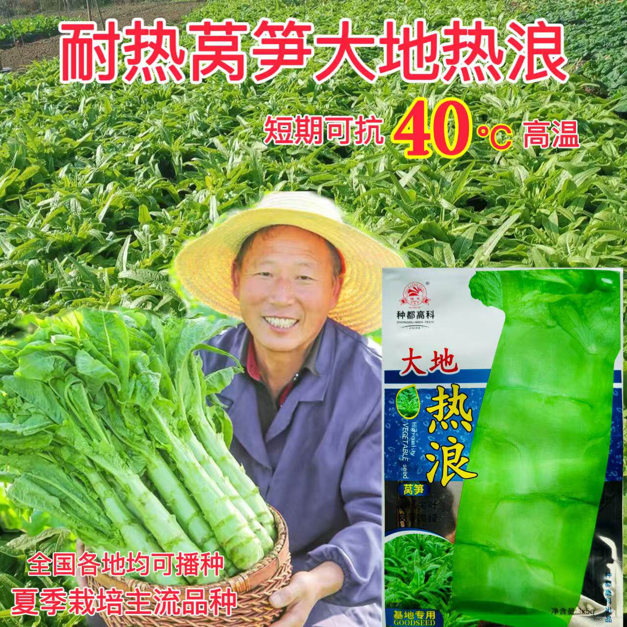 莴笋种子耐热性好商品性佳夏秋季节种植蔬菜种子