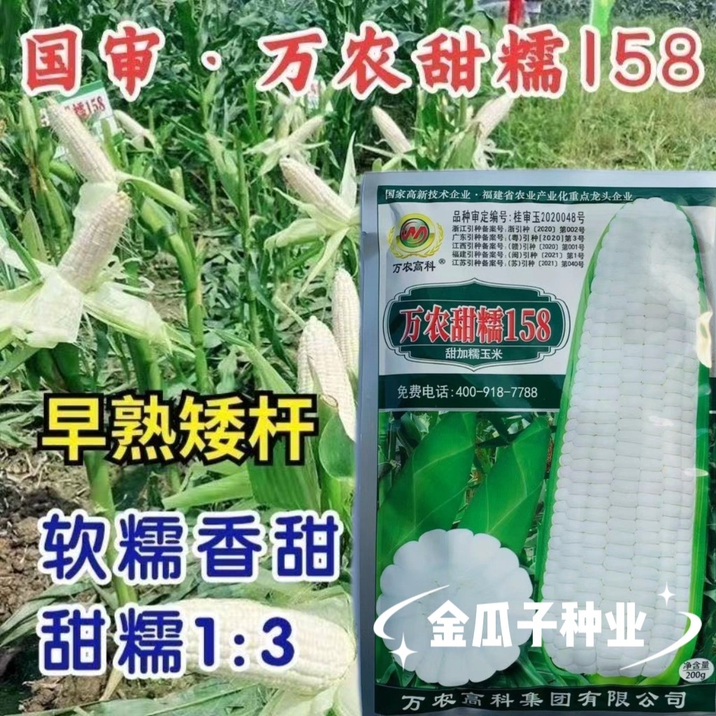 万农甜糯158甜加糯玉米种子白甜糯种籽早熟矮杆大棒高产非转基因