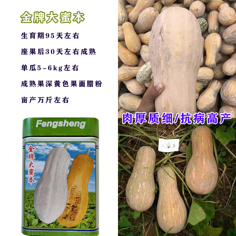 金牌大蜜本南瓜种籽超甜粉糯特大密本南瓜种子春季夏季四季蔬菜孑