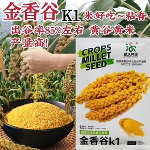 金香谷K1黄小米种子北方黄米种籽夏小米糯粘香黄谷子夏季谷子种子