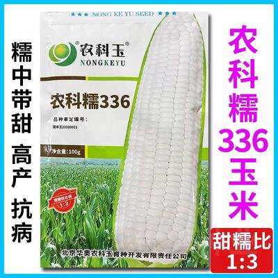 农科糯336白甜糯玉米种子白玉米种籽鲜食水果糯甜玉米春夏秋播