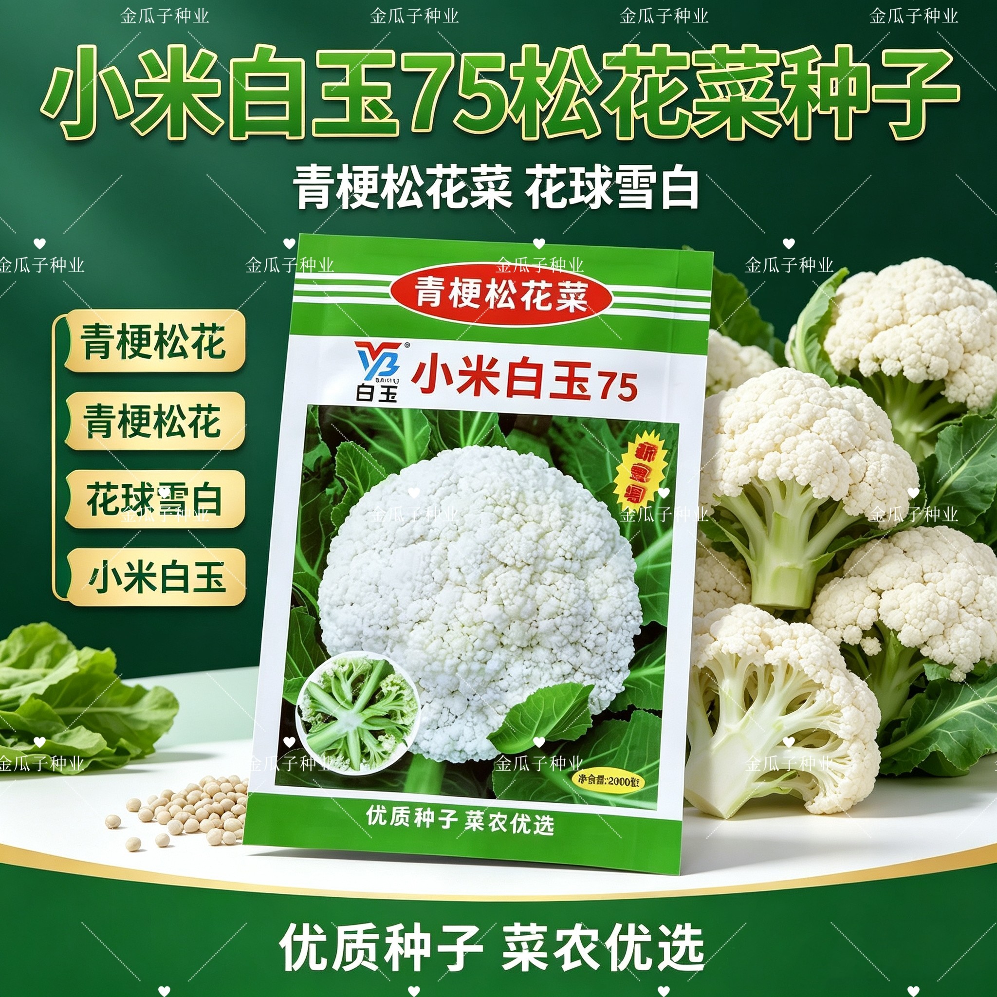 神良小米白玉75早中熟青梗松花菜种子花球雪白松大细米花春秋种植