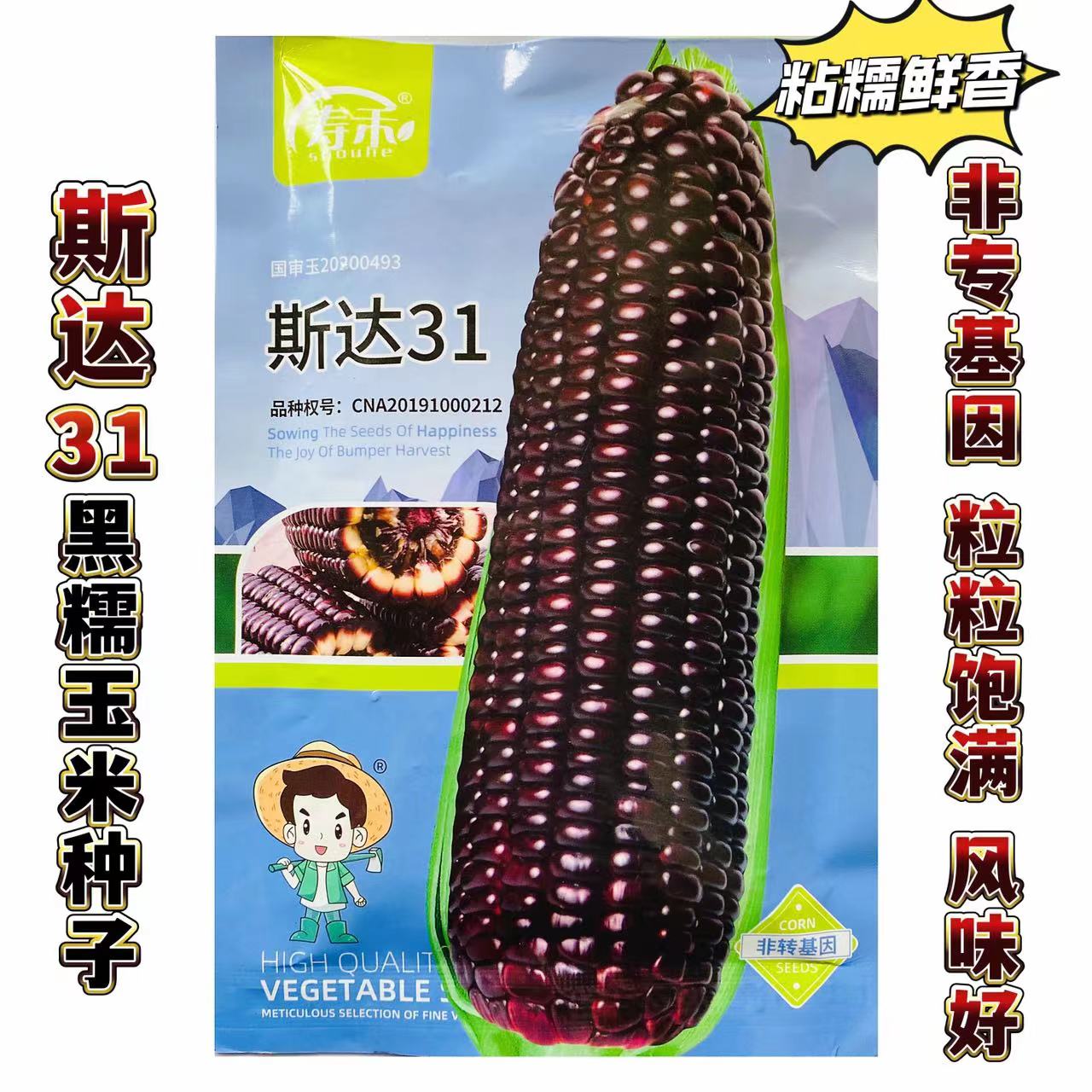 黑糯玉米种子大棒高产超甜粘糯