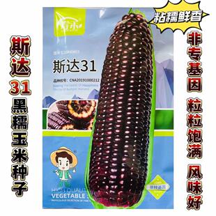 斯达31黑玉米种子水果玉米种籽甜糯高产粘甜玉米孑糯米高产量香粘