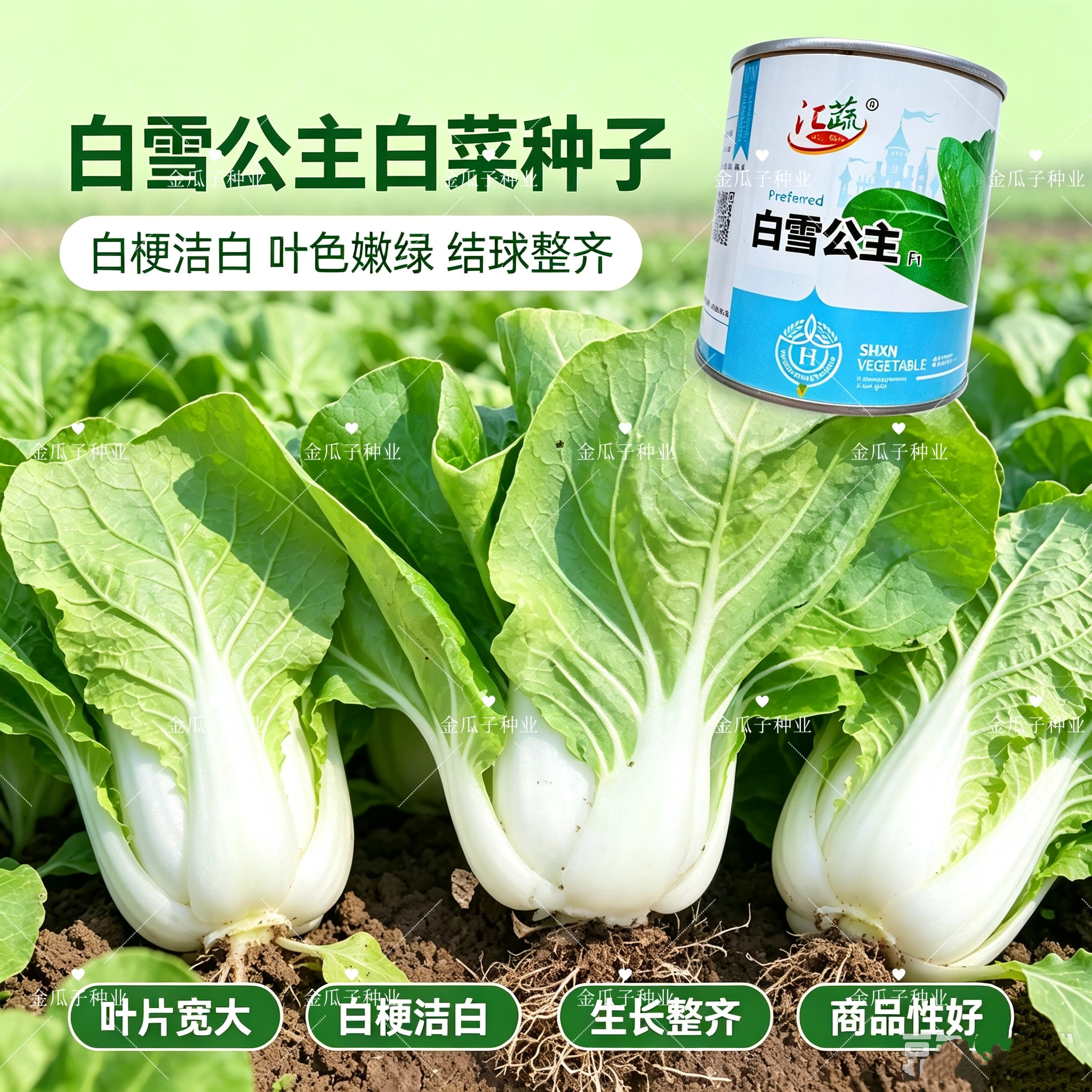 汇蔬白雪公主矮脚青梗菜种子束腰头大叶柄扁平白微皱纤维少