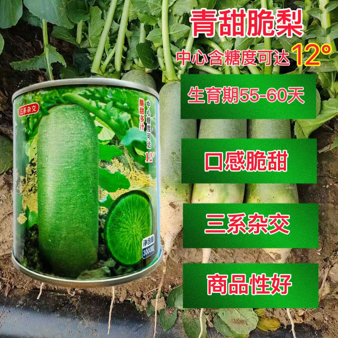 青甜脆梨水果型萝卜种三系杂交表皮光滑翠绿脆甜微辣多汁萝卜种子