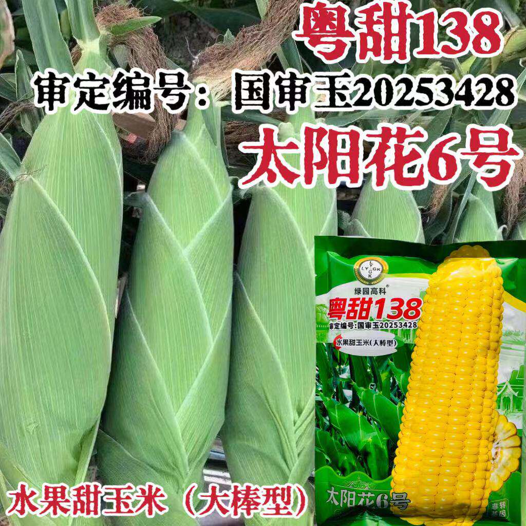 国审升级太阳花6号玉米种子粤甜138太阳花大棒甜玉米水果玉米早熟