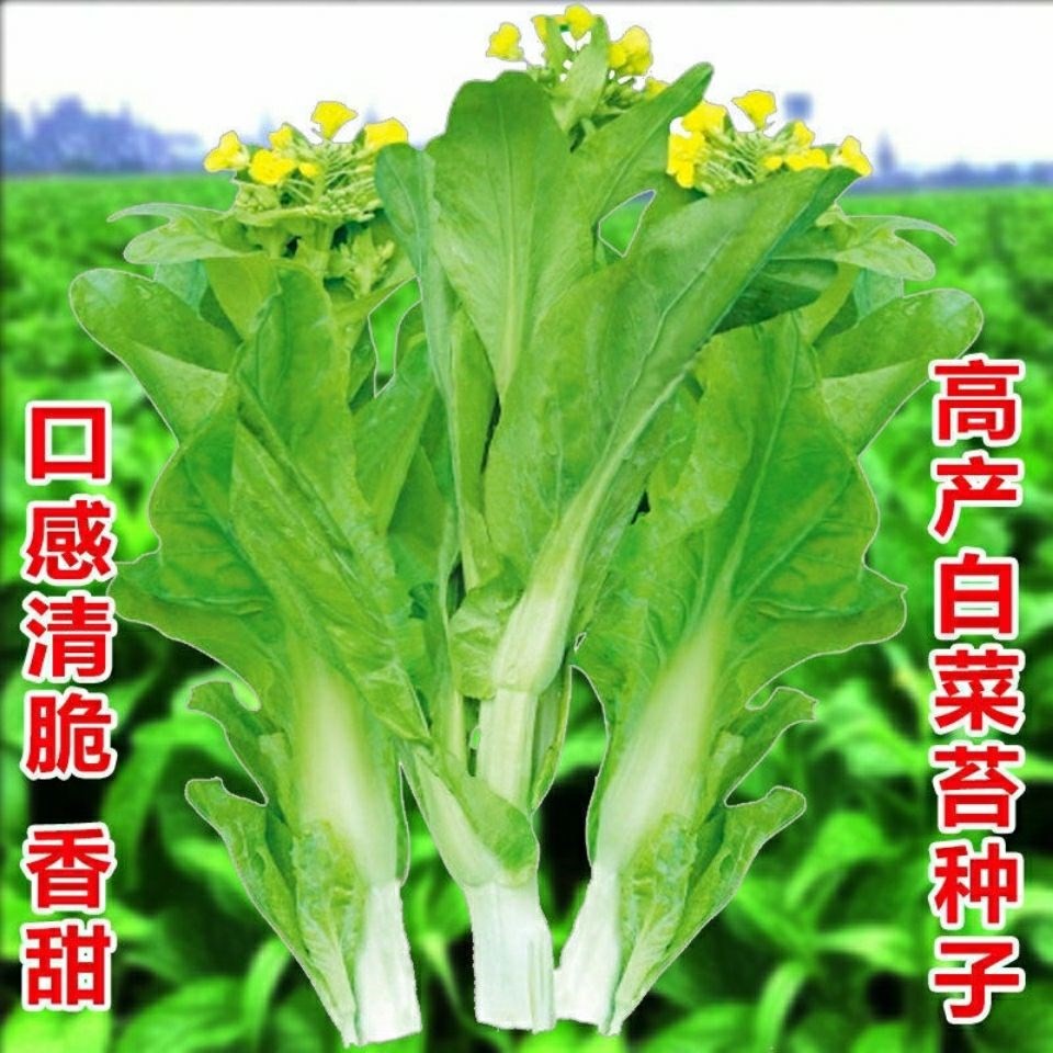 早熟白菜苔种子青菜薹白菜心种菜种种籽秋冬季四季蔬菜种籽苔白菜