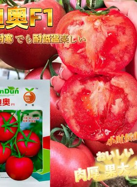 迪奥番茄早熟香甜肉厚大果果脐小