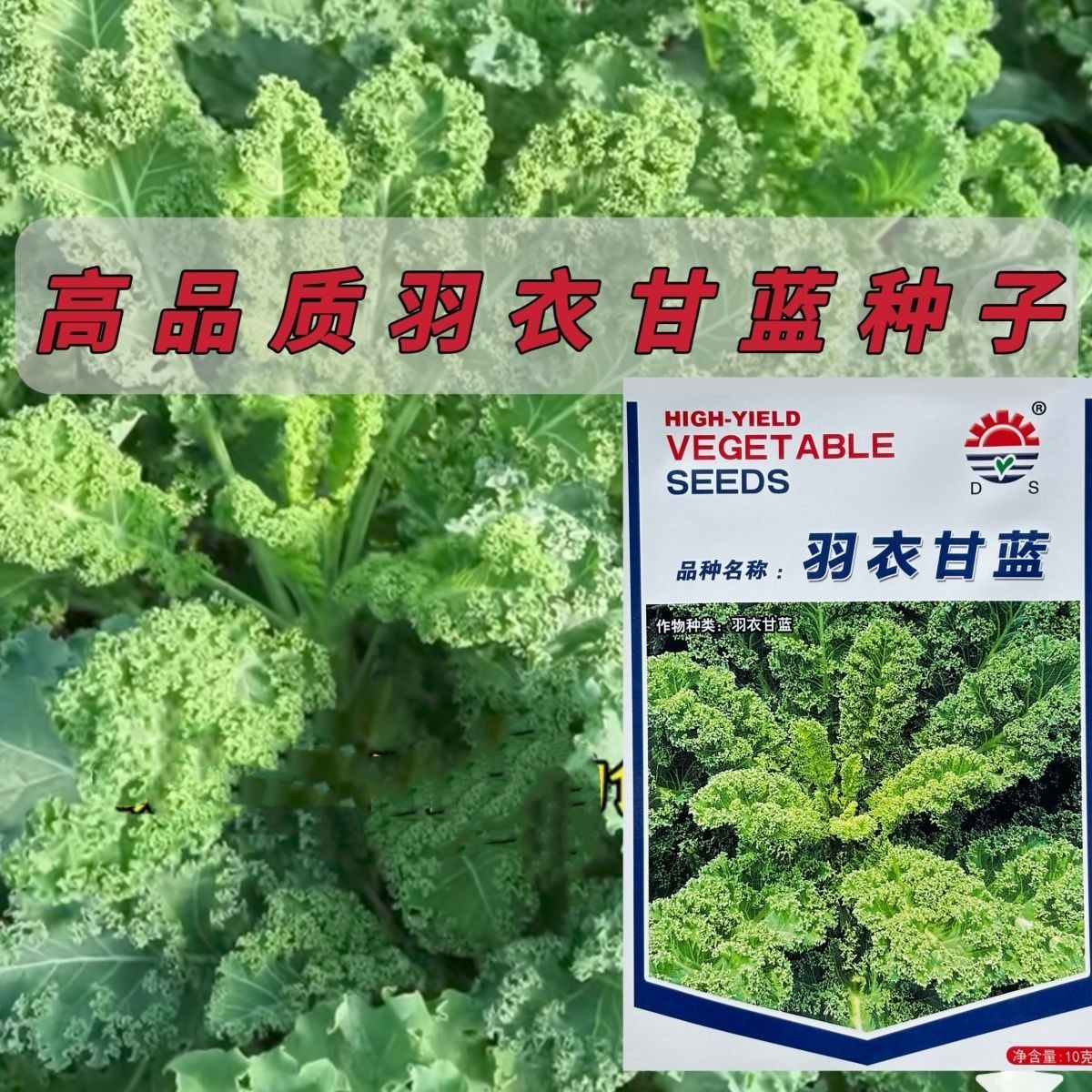 羽衣甘蓝种子四季阳台耐寒食用橄榄菜大田盆栽高钙蔬菜种子