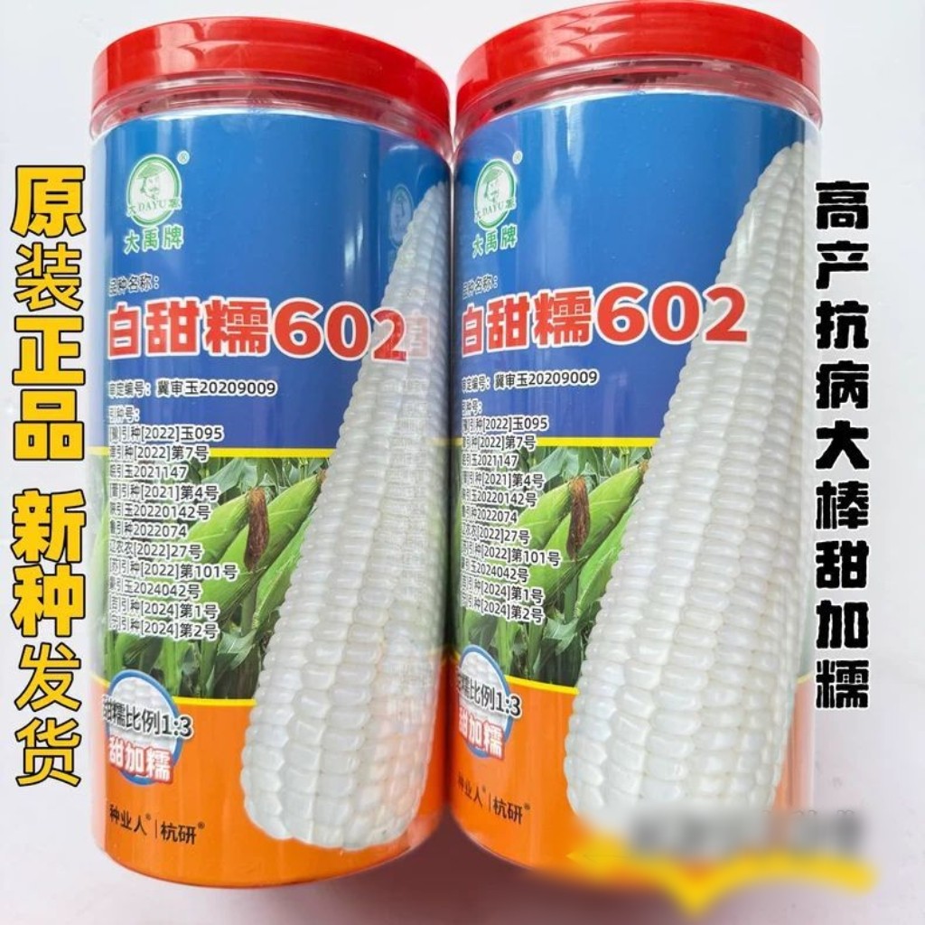 白甜糯602玉米种子高产抗病大棒甜加糯白玉米种籽苞米种籽