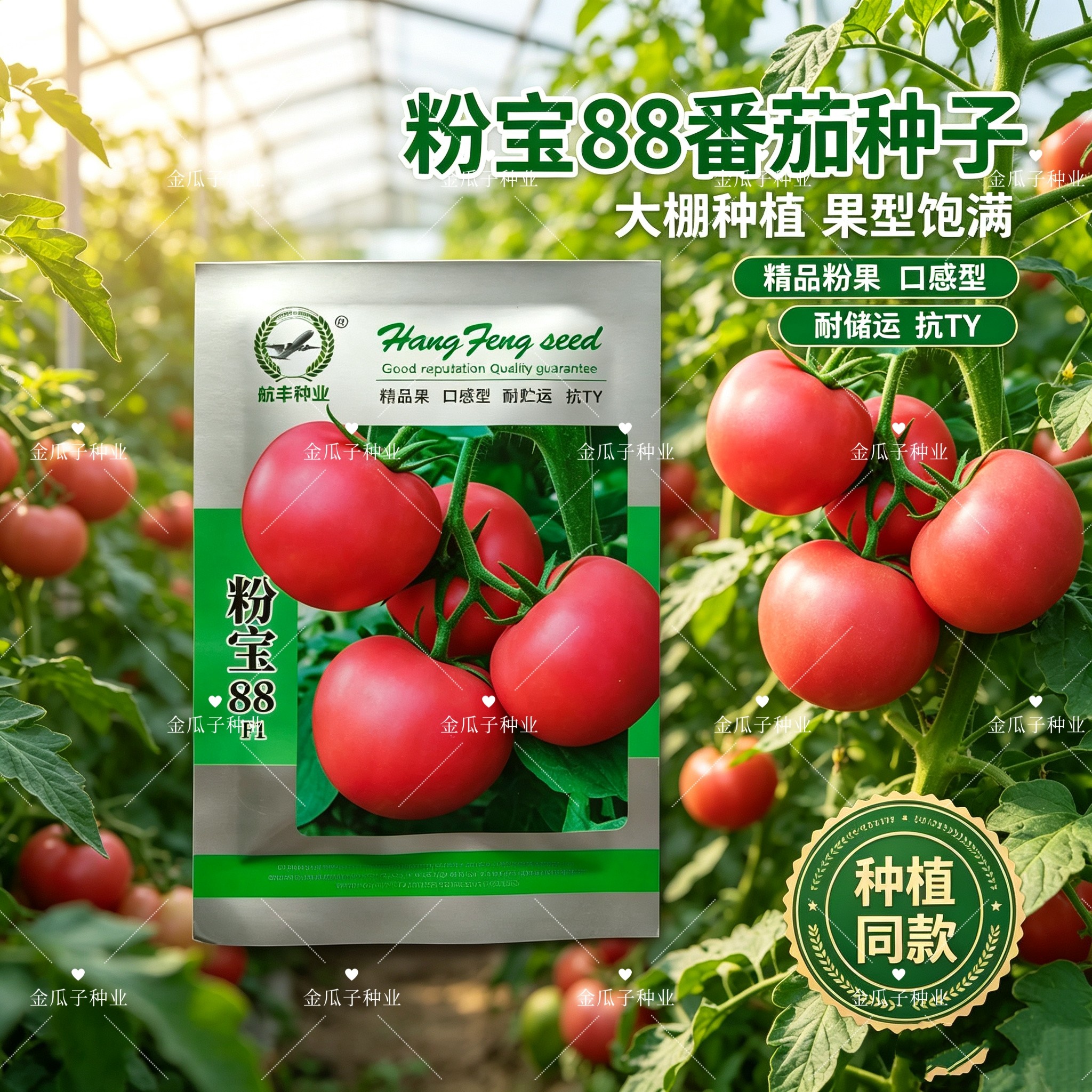 粉宝88早熟无限生长型粉红番茄种子硬度高口感水果味抗TY耐裂果