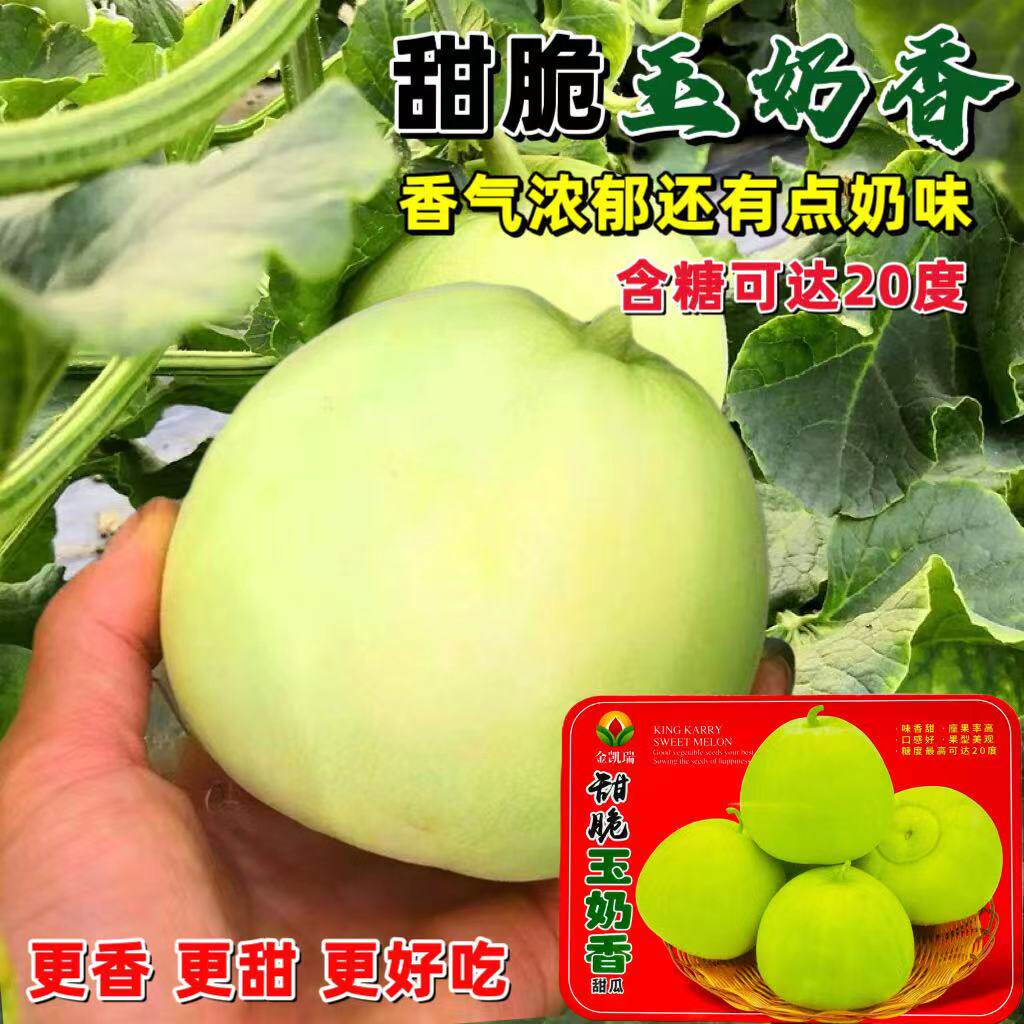 金凯瑞甜脆玉奶香甜瓜种子薄皮香瓜种籽露天大棚基地大果甜瓜种子