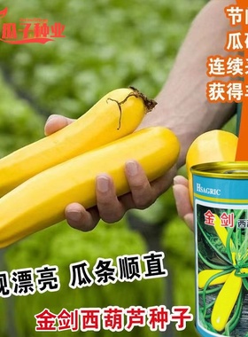金剑西葫芦种子果实金黄色大田基地种植速生长西葫芦种子高产抗病