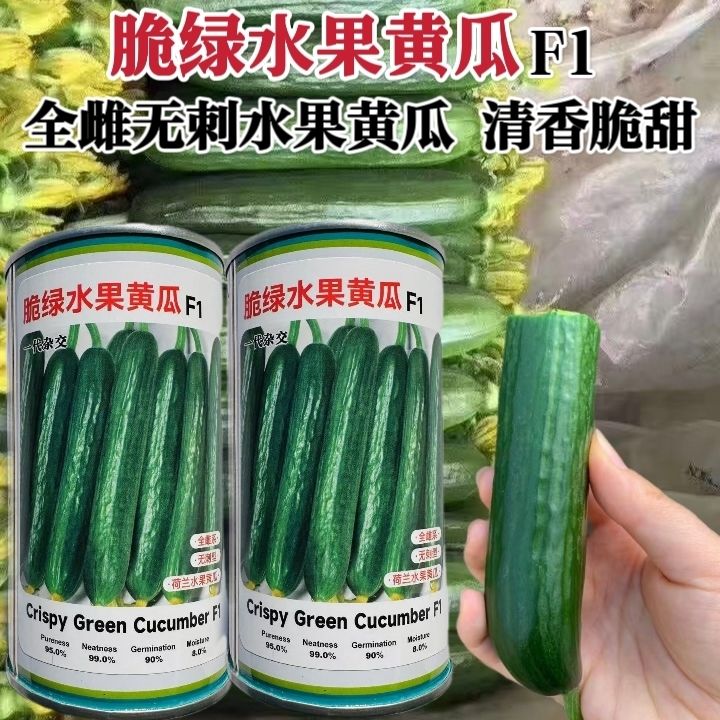 脆绿水果黄瓜种子全雌小黄瓜种子光滑无刺清香脆甜荷兰水果黄瓜种