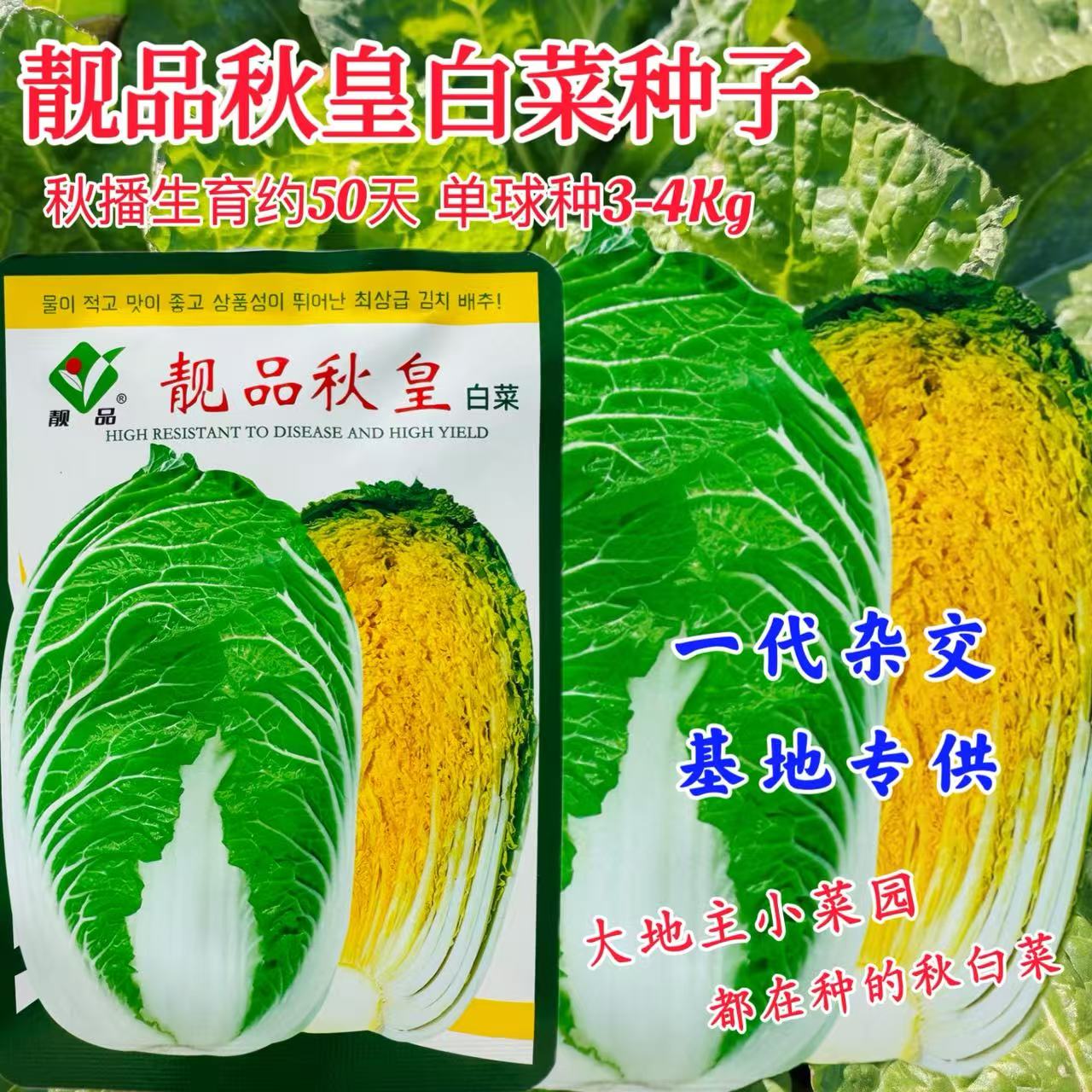 靓品秋皇白菜种子春秋黄心大白菜较耐抽苔综合抗病能力强蔬菜种籽